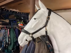 JH lödergrimma,svart,f