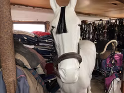 Lädergeimma,brun,lagad,f