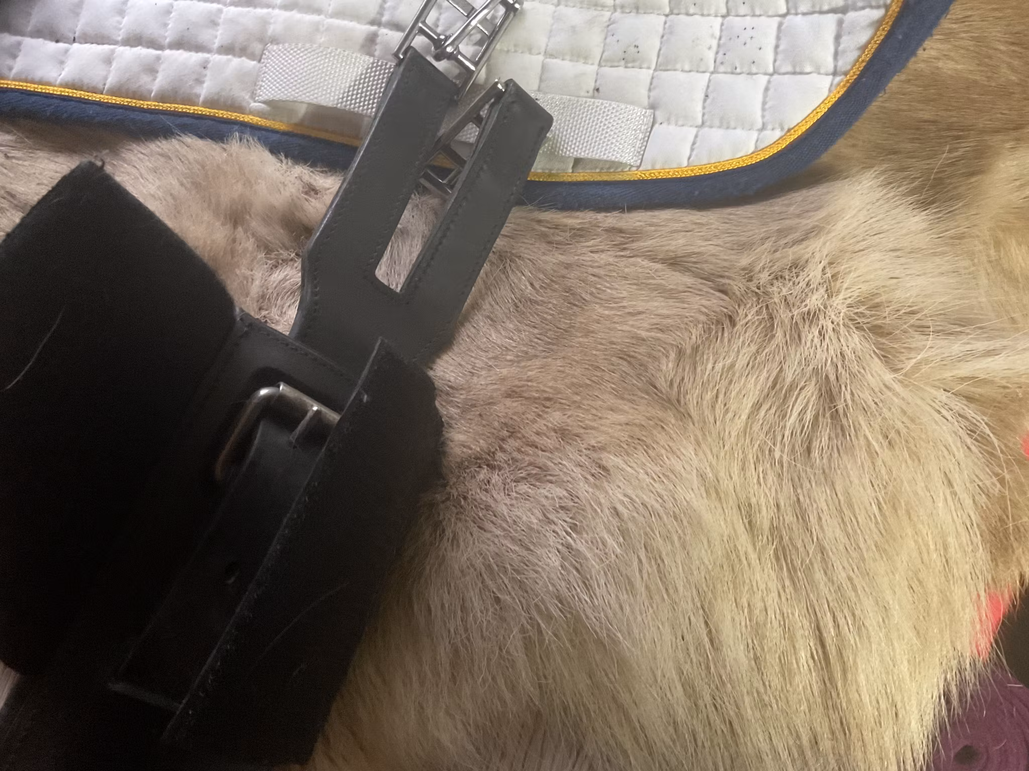 JH sadelgjord,svart,går att ändra storlek 115-145 cm