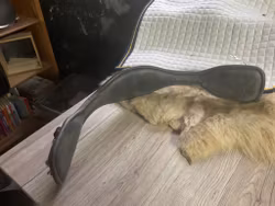 Amerigo sadelgjord,svart, 70 cm