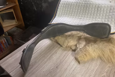 Amerigo sadelgjord,svart, 70 cm