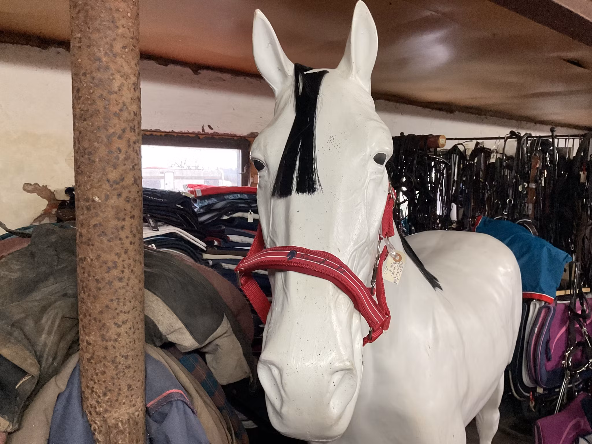 Fairfield grimma,röd,f