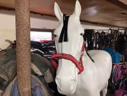 Fairfield grimma,röd,f