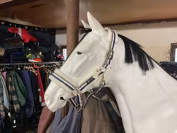 Jacson grimma med ludd,f