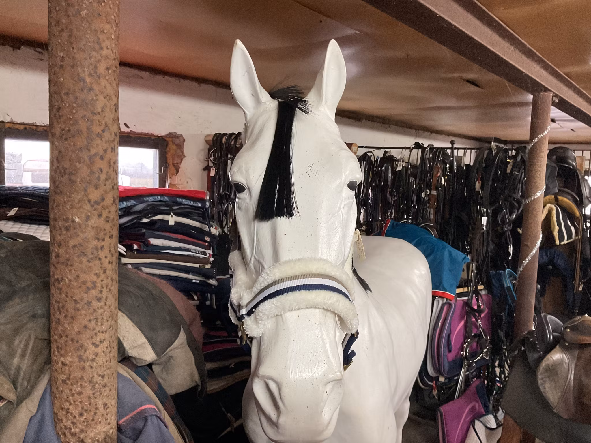 Jacson grimma med ludd,f