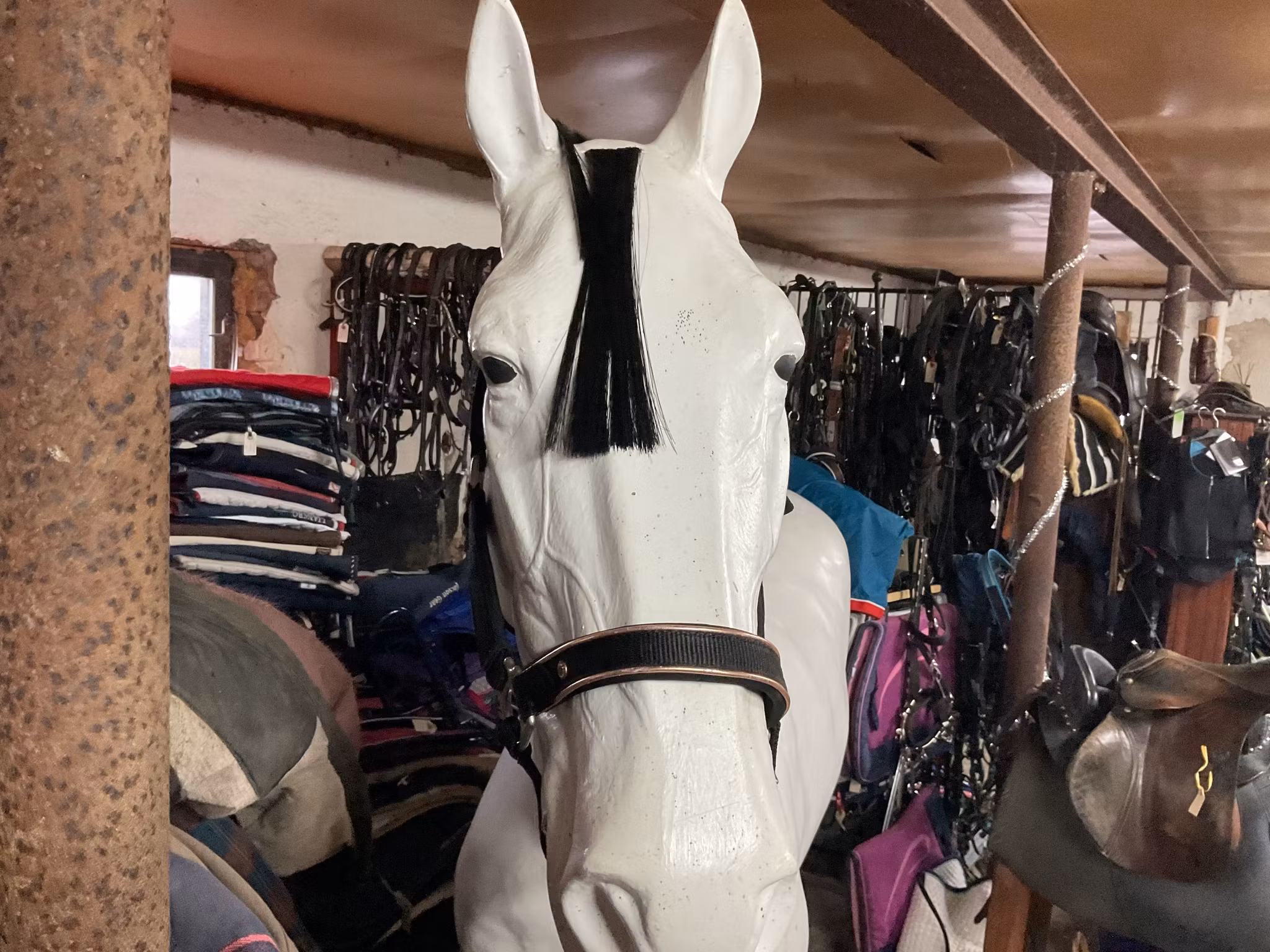 Catago grimma,svart,f