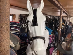 Catago grimma,svart,f