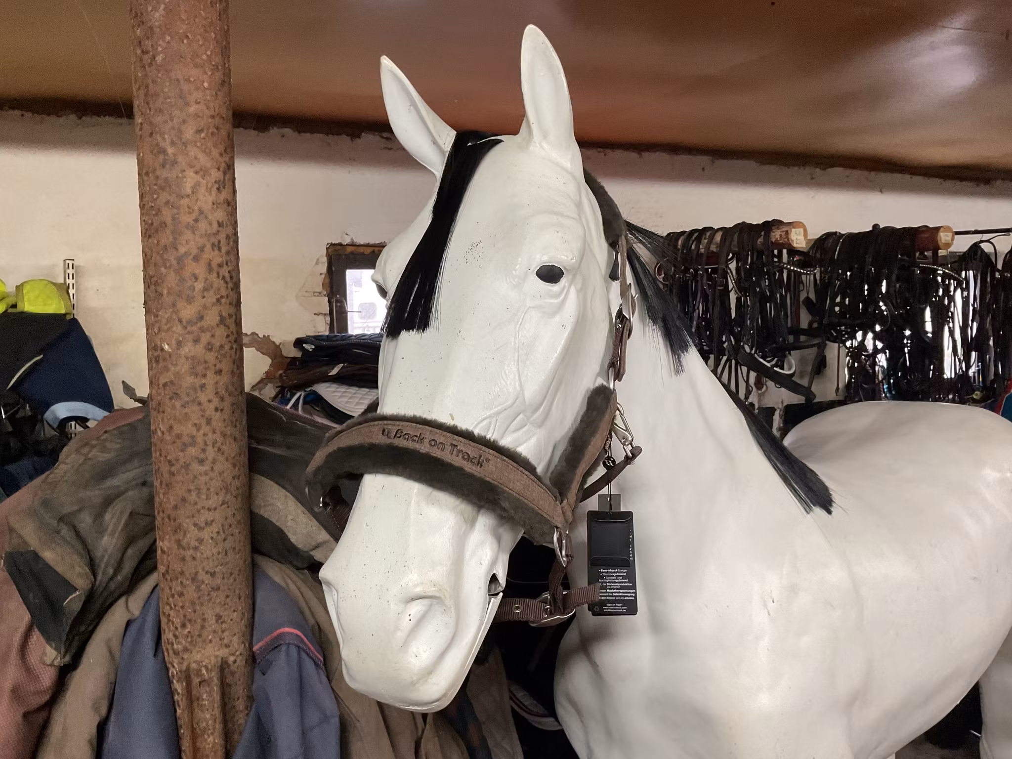 Back on track grimma, brun,ny,f