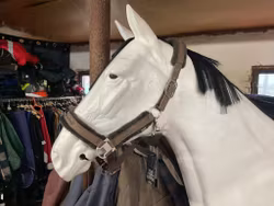 Back on track grimma, brun,ny,f