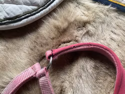 Grimma rosa,p,lite sliten