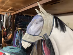 Bucas flughuva,L, söndrigt spänne