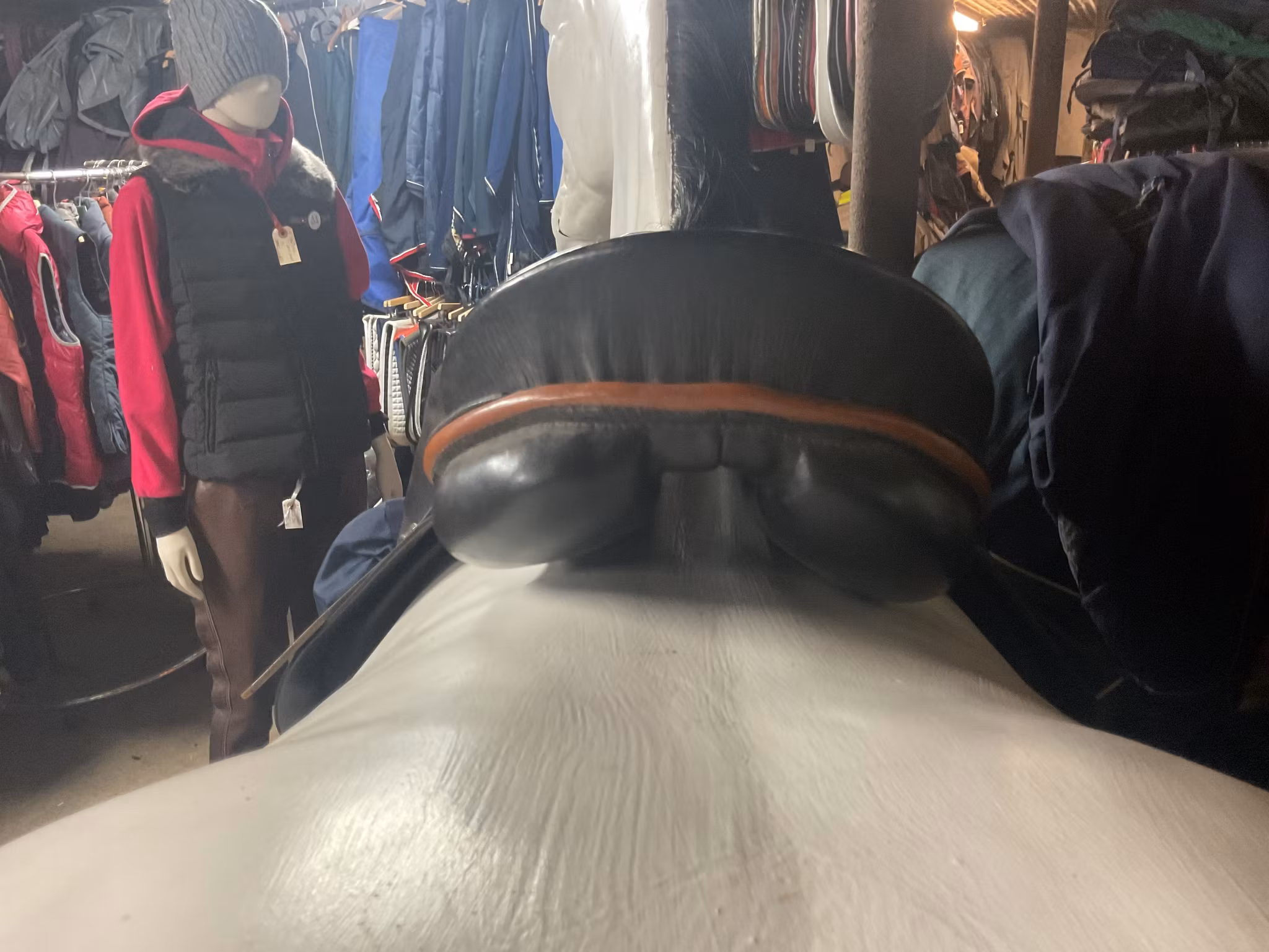 Passier sadel,16”, N, inkl stigläder och stigbyglar