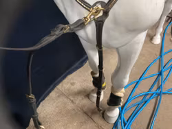 Claridge house,martingal med förbygel,svart,f