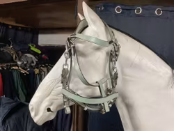 Kombinerat träns och bettlöst,troligen cob