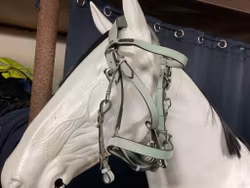 Kombinerat träns och bettlöst,troligen cob