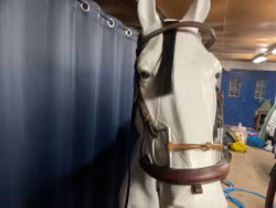 Cheval träns,brunt,f,ej nosrem,inkl tvådelat sweet iron bett 13 cm, fattas några pärlor i pannbandet