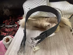 Shires sadelgjord,svart,140 cm