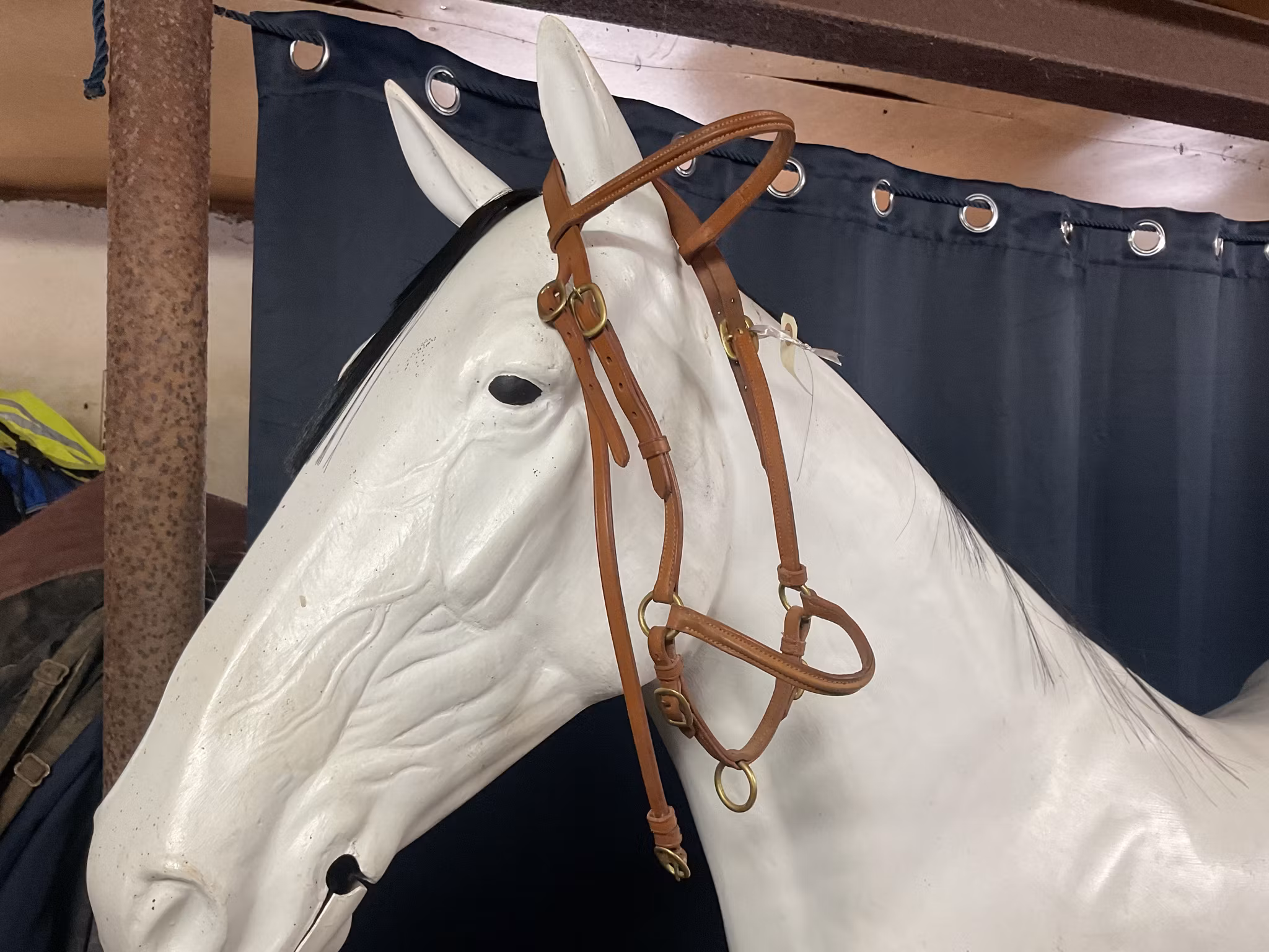 Chetak,visningsträns,brun,cob