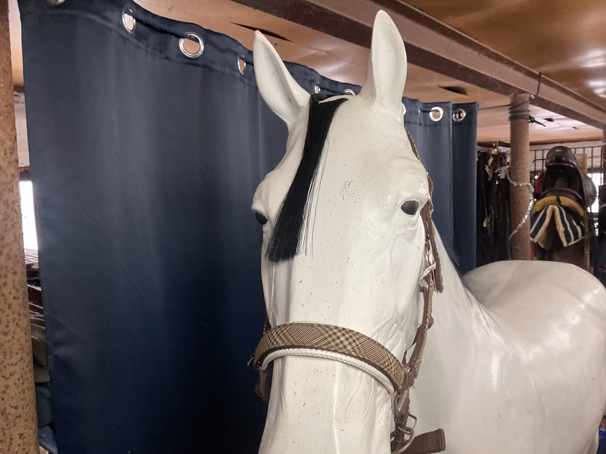 Jockey grimma,f,brunrutig