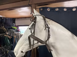 Träns,brunt,p,fattas några stenar i pannbandet