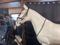 Waldhausen,träns,svart inkl tredelat bett 11 cm