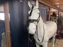 Waldhausen,träns,svart inkl tredelat bett 11 cm