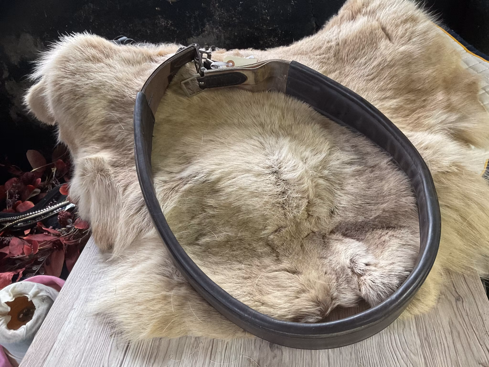 Sadelgjord mörkbrun,145 cm