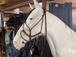 Repgrimma,svart/röd