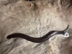 Eqviptus pannband,brunt,32 cm,nytt