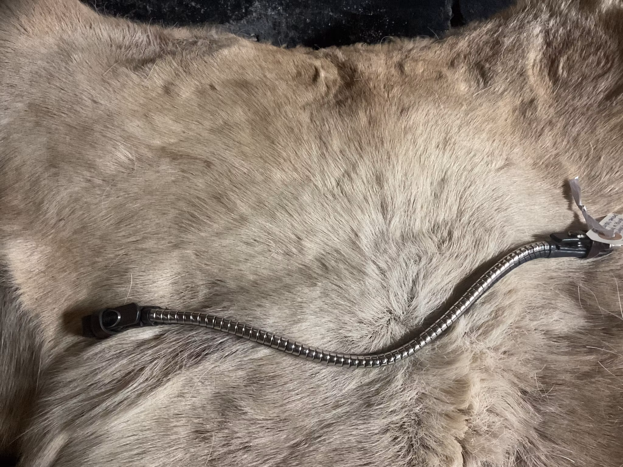 Eqviptus,pannband med silvrigt klinker,snabbknäppe,brunt,41 cm,nytt