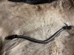 Eqviptus pannband,svart med silvrigt klinker,snabbknäppe,38 cm,nytt