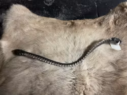 Eqviptus,pannband,svart med bling,snabbknäppe,43 cm,nytt