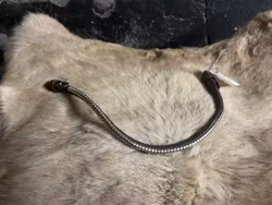 Eqviptus pannband,brunt med silvrigt klinker,snabbknäppe,44 cm,nytt