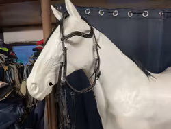 Eqviptus träns sensum glossy,f,nytt,ordpris 1895