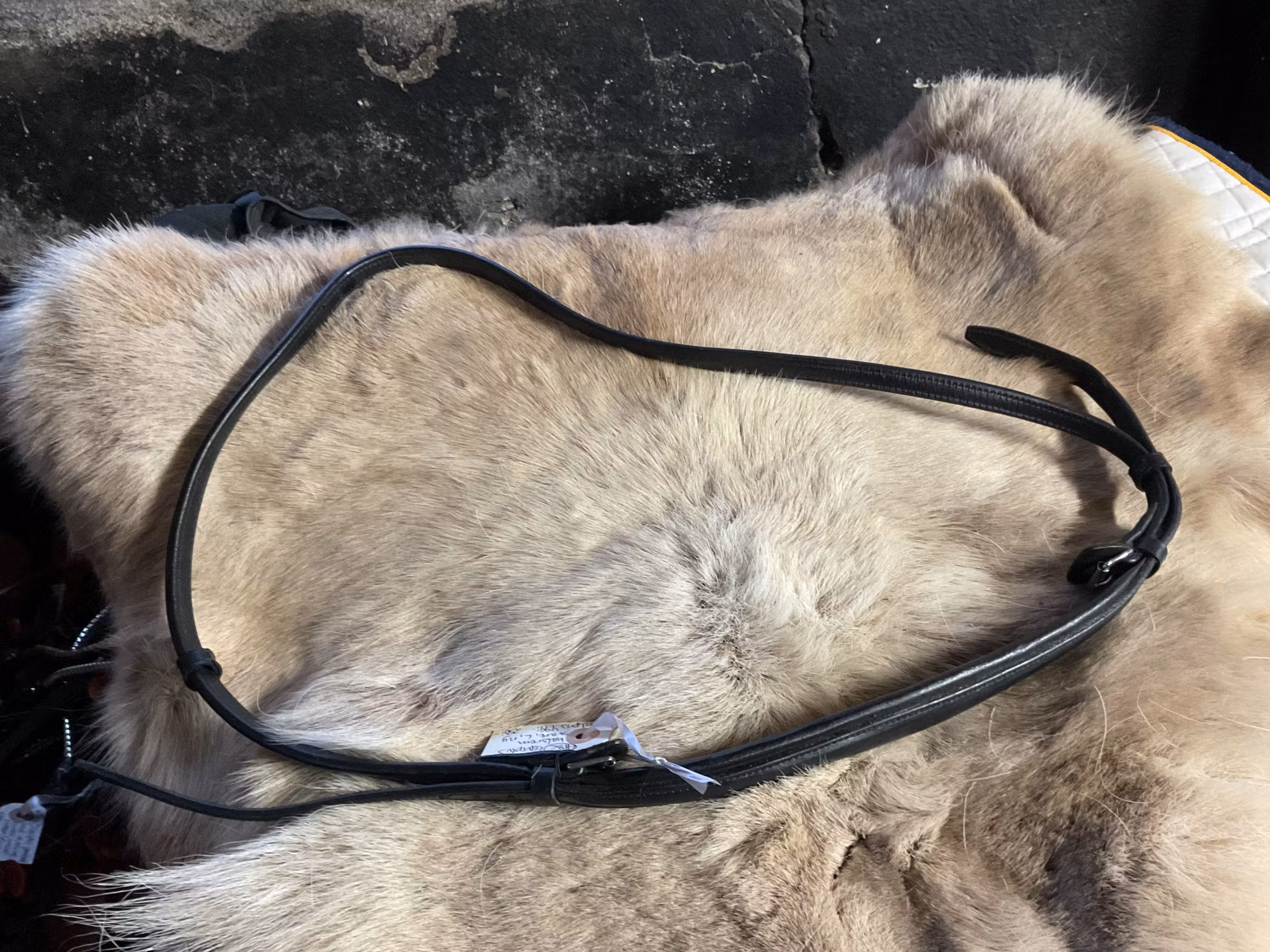 Eqviptus halsrem,svart,L,ny,ordpris 499