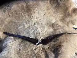 Eqviptus nackstycke,brunt,cob,nytt