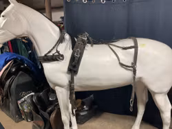 Sele shettis/liten bponny