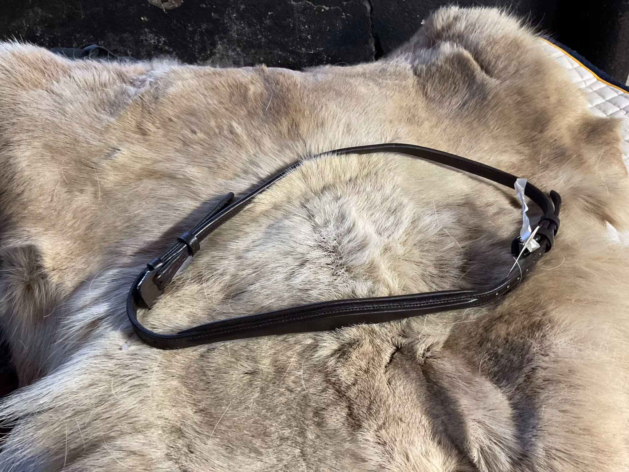 Eqviptus halsrem,mörkbrun,s,ny,ordpris 499