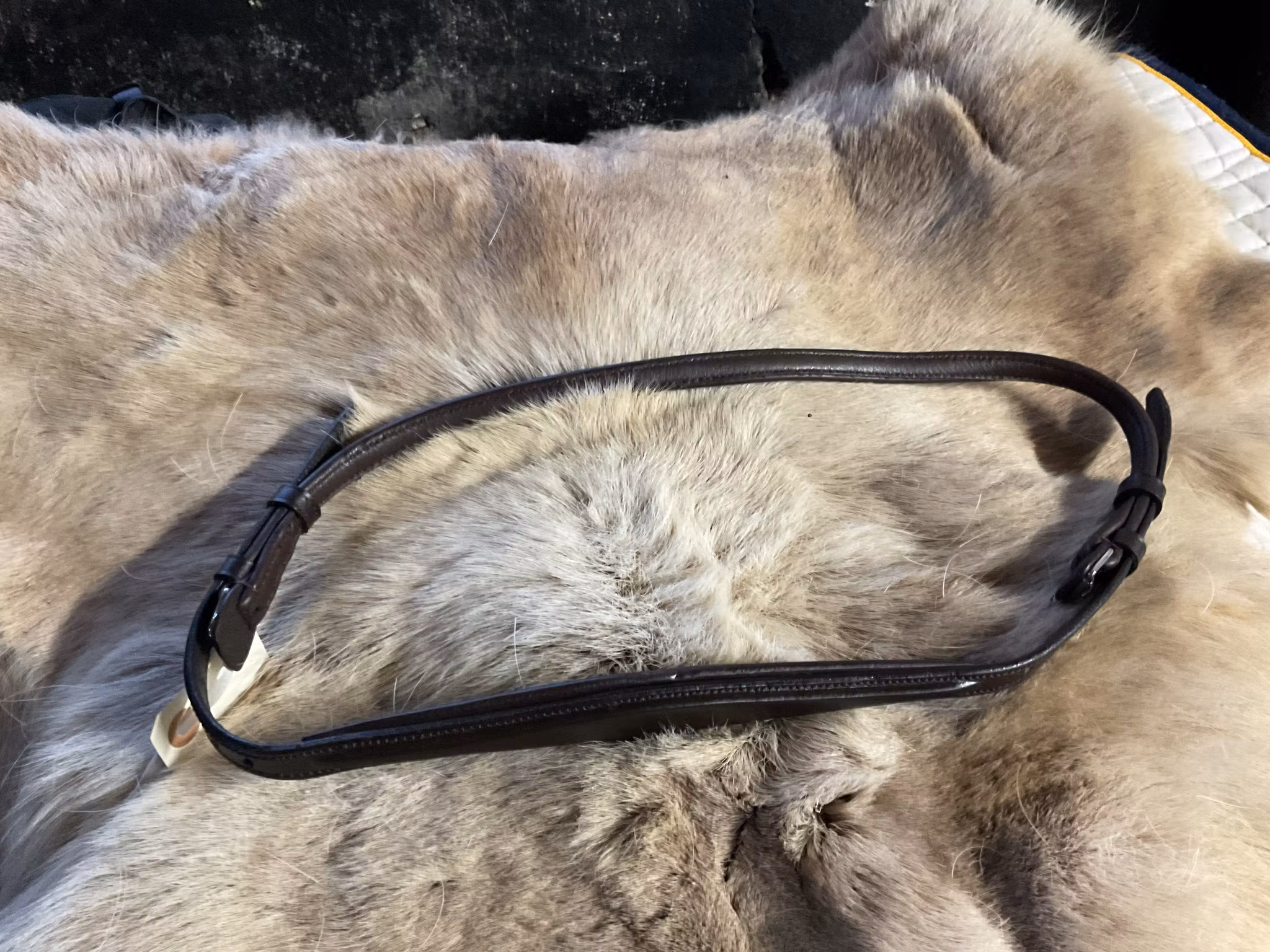 Eqviptus halsrem,mörkbrun,s,ny,ordpris 499