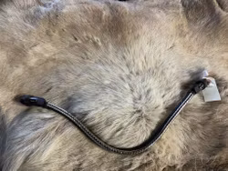 Eqviptus pannband,brunt med silvrigt klinker,snabbknäppe,44 cm,nytt