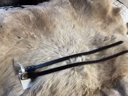 Eqviptus sporremmar,mörkbruna,guldfärgade knäppe,nya