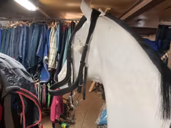 Träns cob inkl tredelat bett 11,5 cm,svart