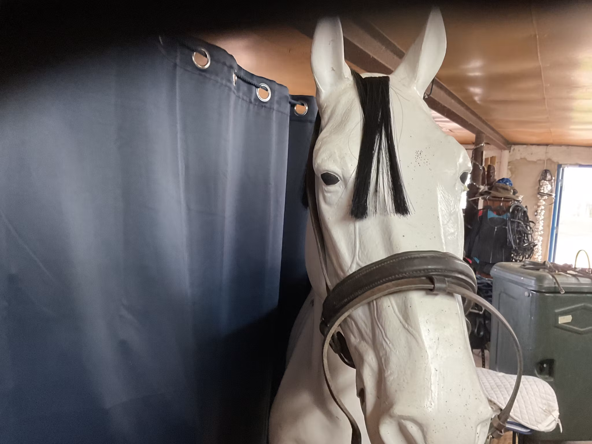 Nosgrimma,mörkbrun,f