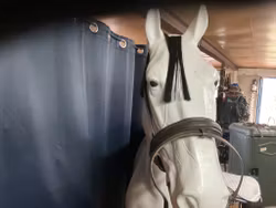 Nosgrimma,mörkbrun,f