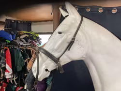 Nosgrimma,mörkbrun,f