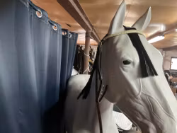 Stubben nackstycke,f,brun