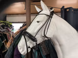 BR equestrian rundsytt träns,svart,cob,nytt