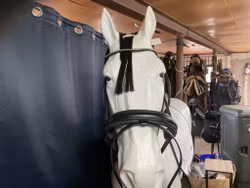 BR equestrian rundsytt träns,svart,cob,nytt