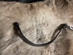 Eqviptus pannband,brunt med silvrigt klinker,snabbknäppe,41 cm, nytt