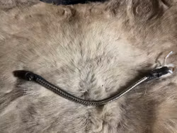 Eqviptus pannband svart med silvrigt klinker,39 cm, snabbknäppe,nytt